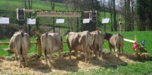 ZF Humeli BG Aufdermauer-Burch Kerns 75A